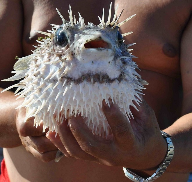 Not the prettiest character in Tahiti - The Tahiti Pearl Regatta © Morgan Rogers